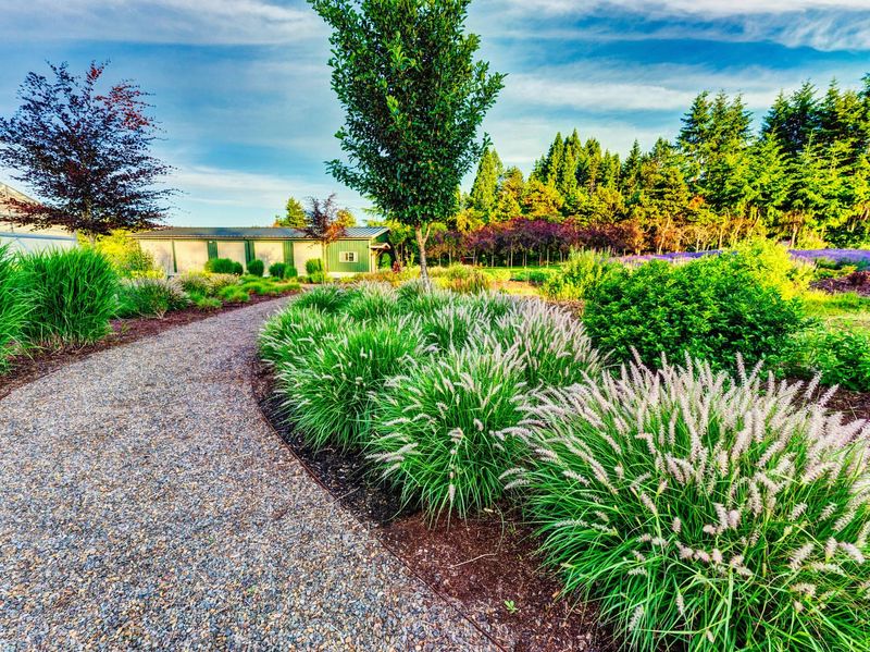 Plant Ornamental Grasses