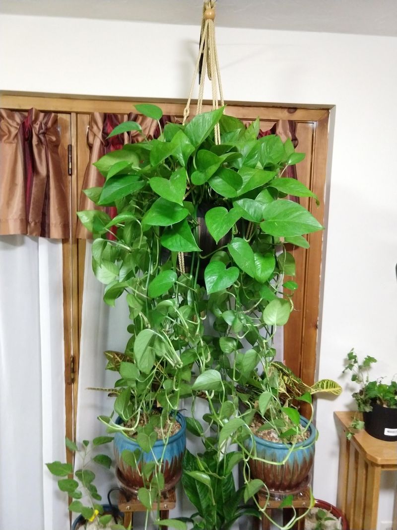 Plant in Hanging Baskets