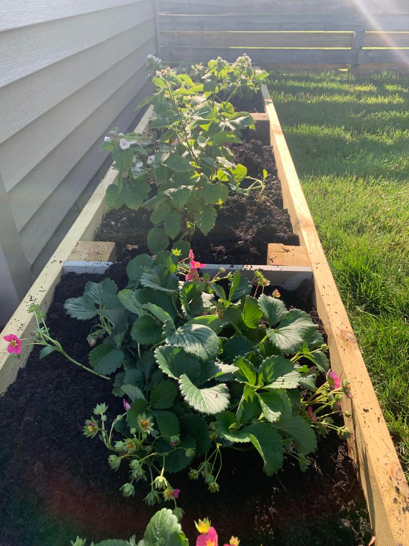 Plant in Raised Beds