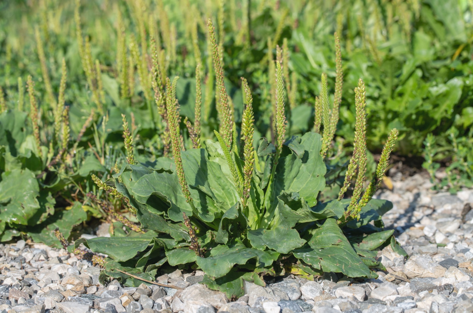 Plantain Weed