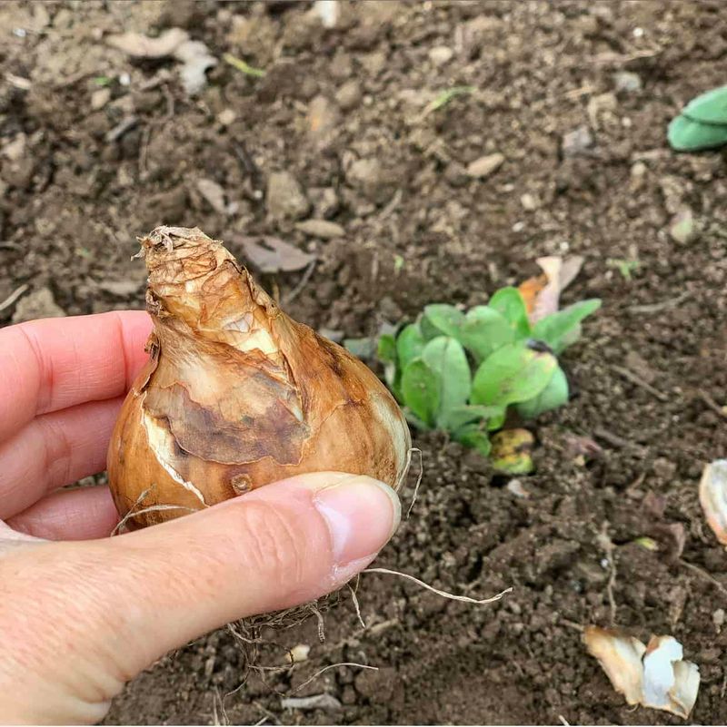 Planting Bulbs Too Deeply