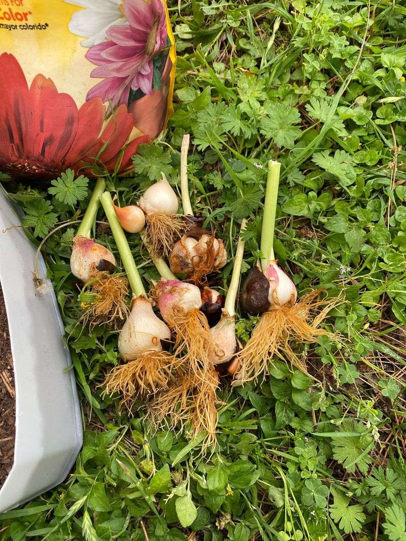 Planting Bulbs Upside Down