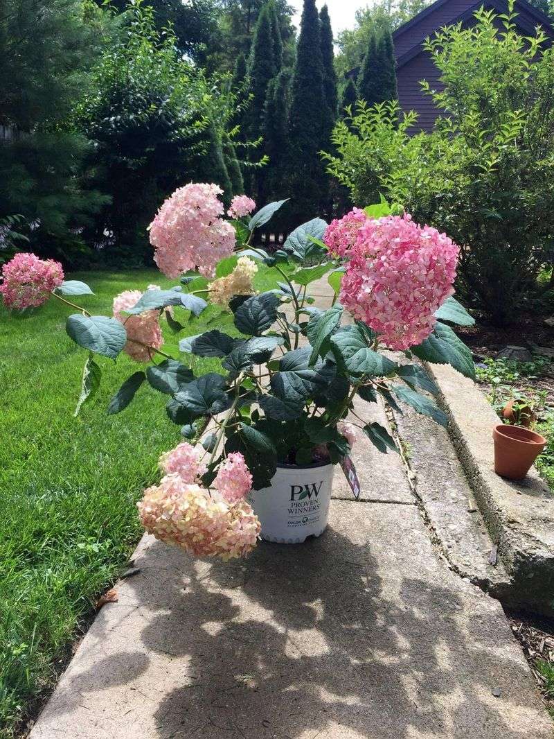 Planting Hydrangeas