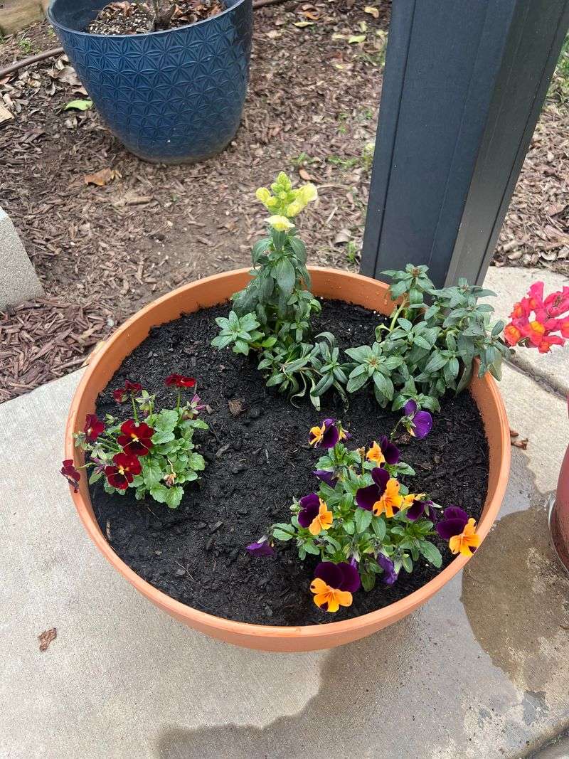 Playful Pansy Pots