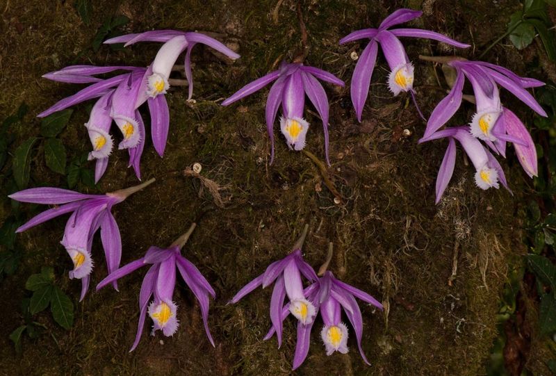 Pleione