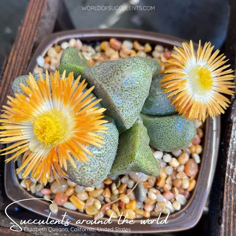 Pleiospilos nelii