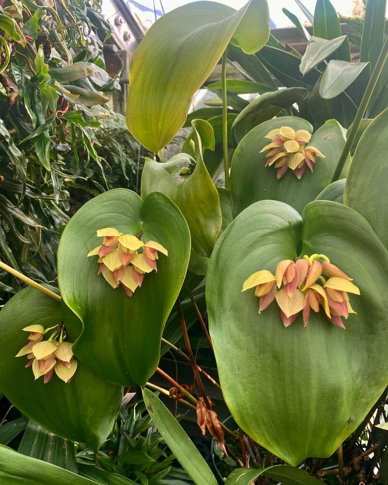 Pleurothallis Orchid