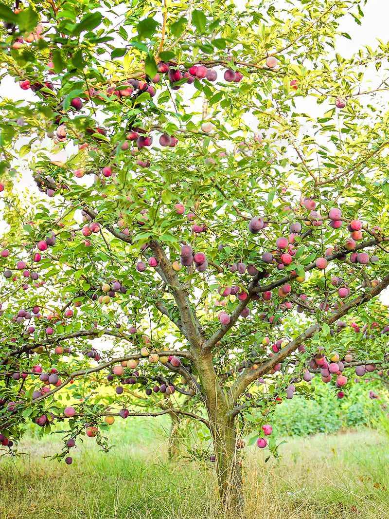 Plum Tree