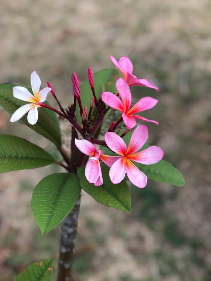 Plumeria