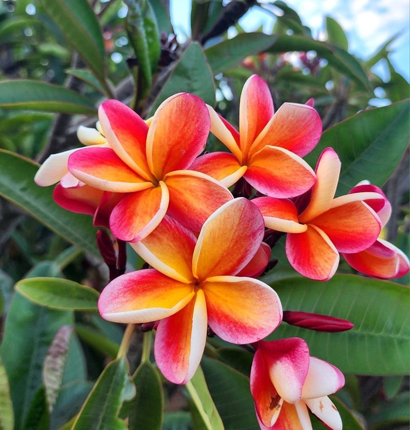 Plumeria