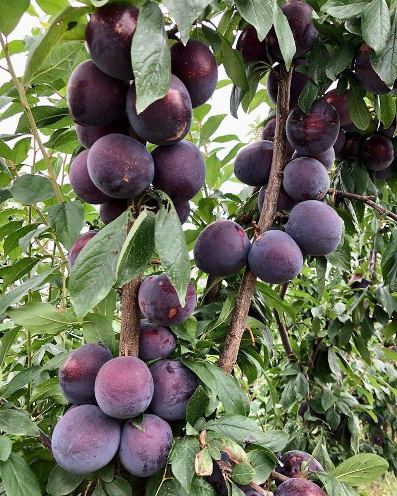 Plums