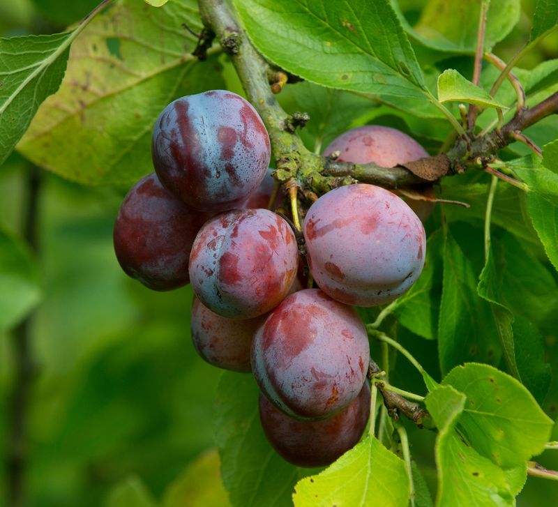 Plums