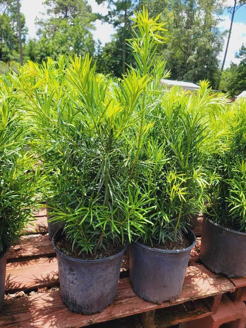 Podocarpus