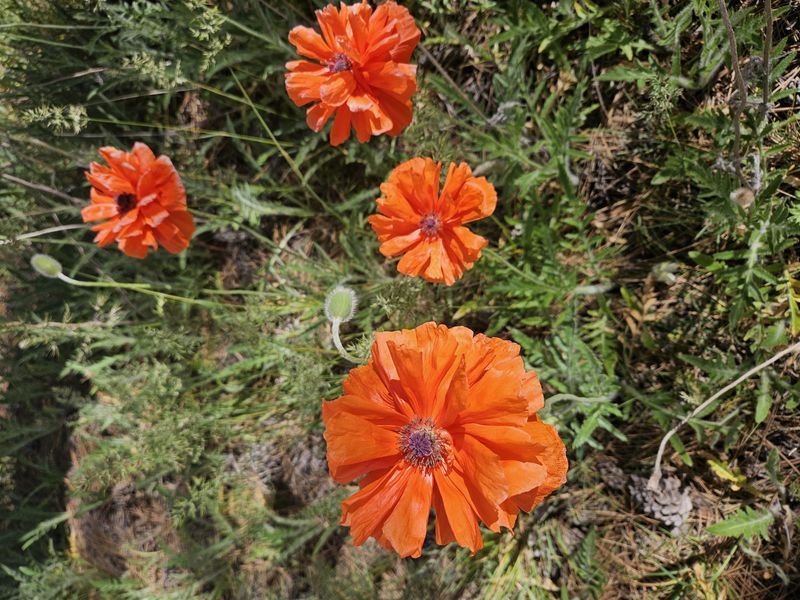 Poetic Poppies