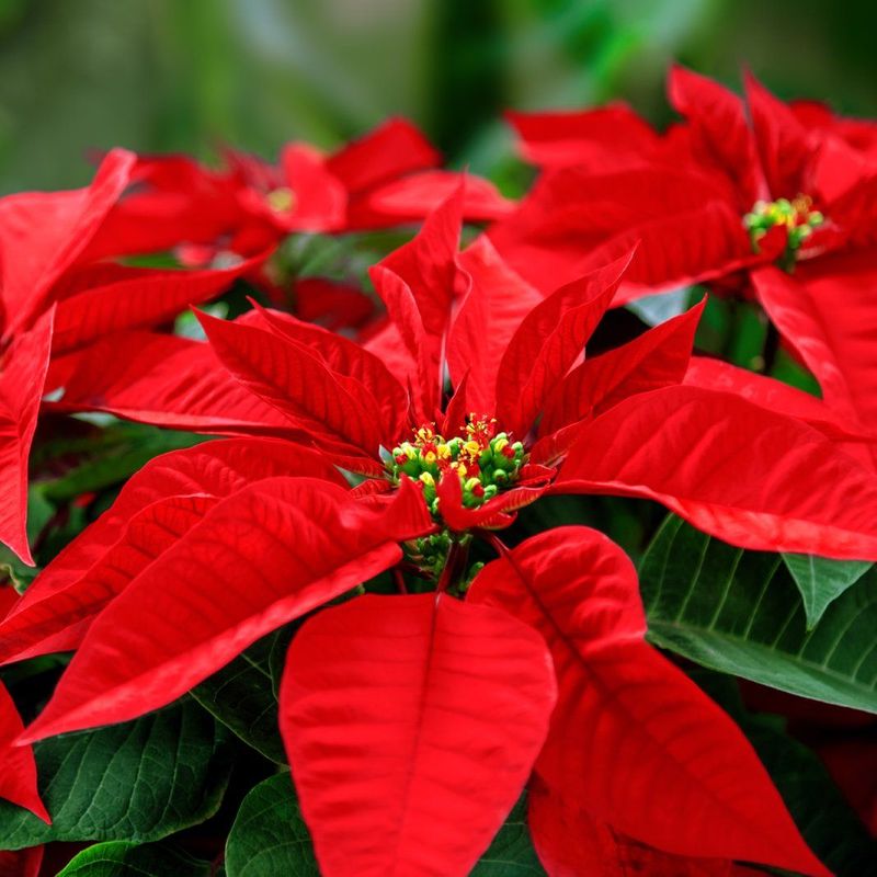 Poinsettia