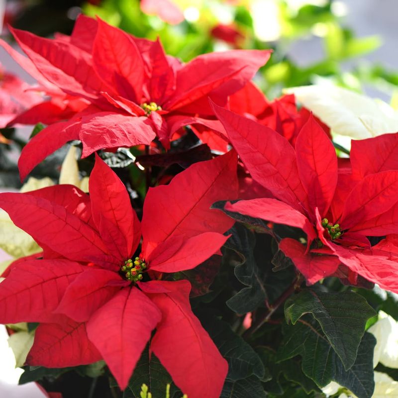 Poinsettia