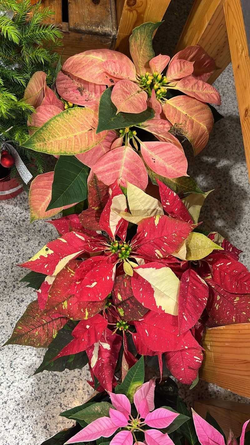 Poinsettia Color Varieties