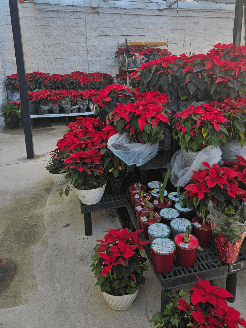 Poinsettia Cultivation