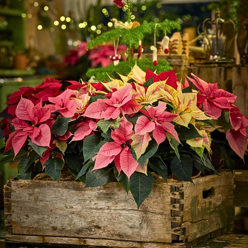 Poinsettia Day Celebration