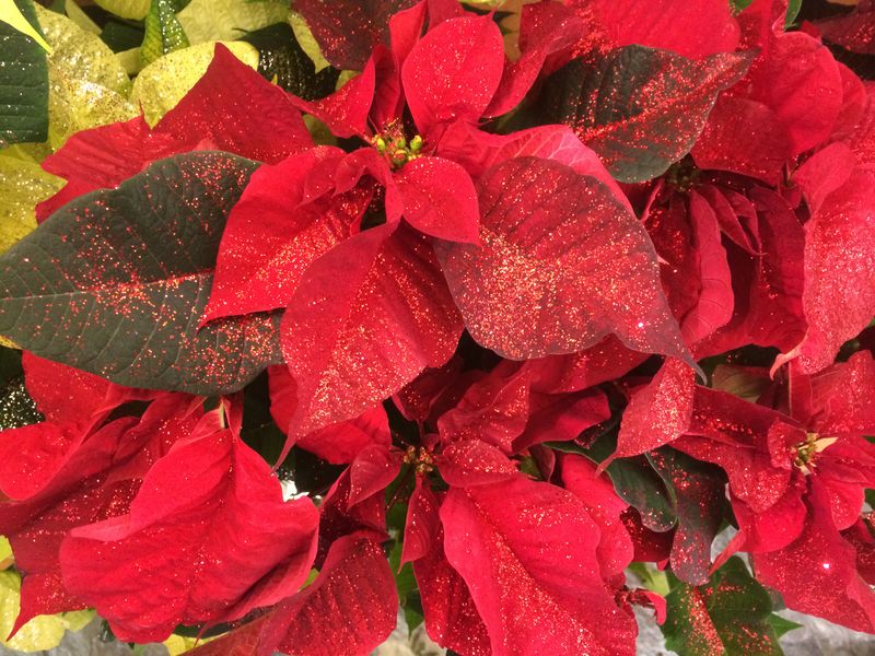 Poinsettia Leaf Misconception