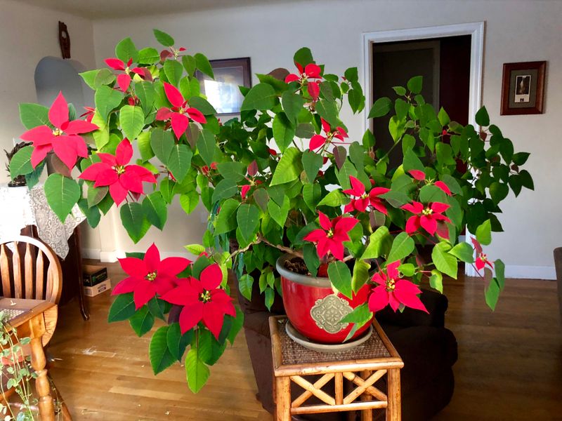 Poinsettia