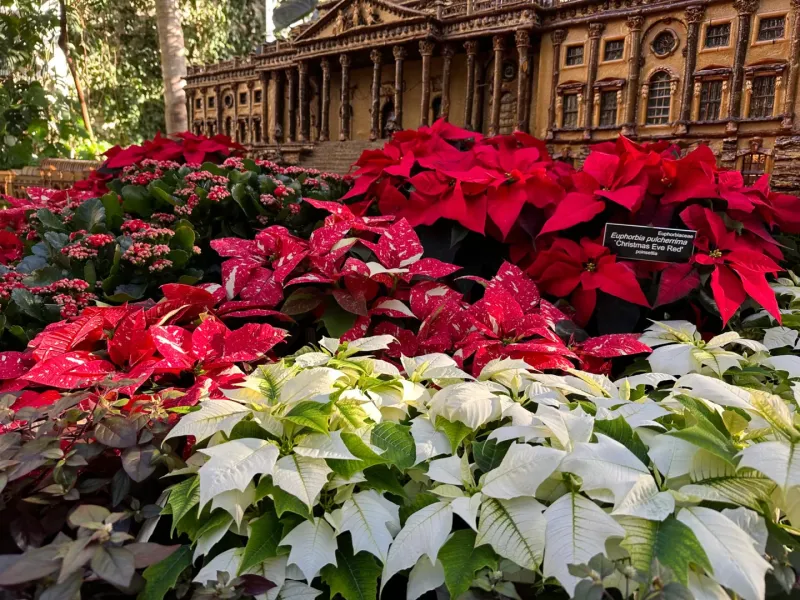 Poinsettia's Record-Breaking Size