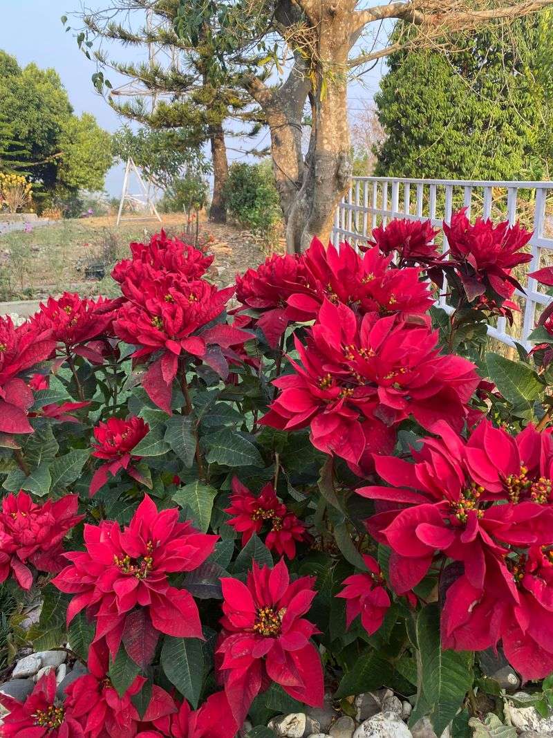 Poinsettia’s Botanical Name