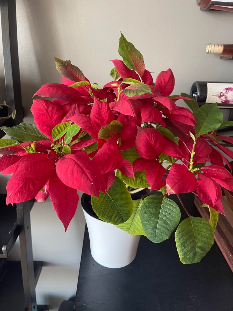 Poinsettia’s Growth Cycle