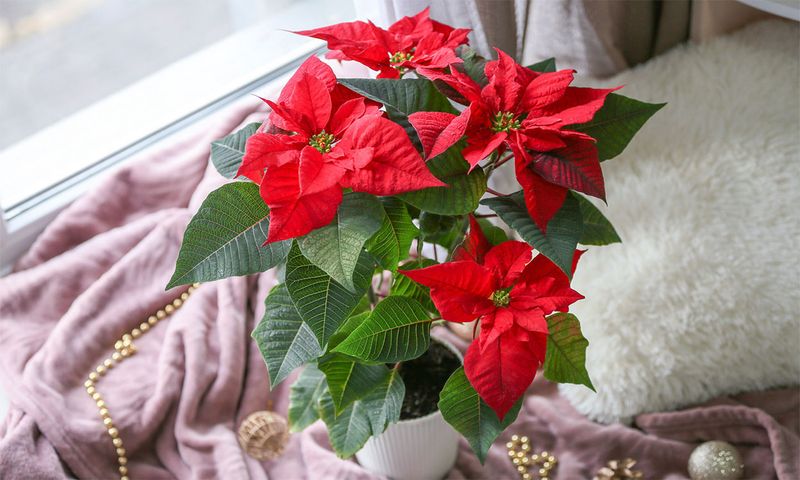 Poinsettia’s Impact on the Environment