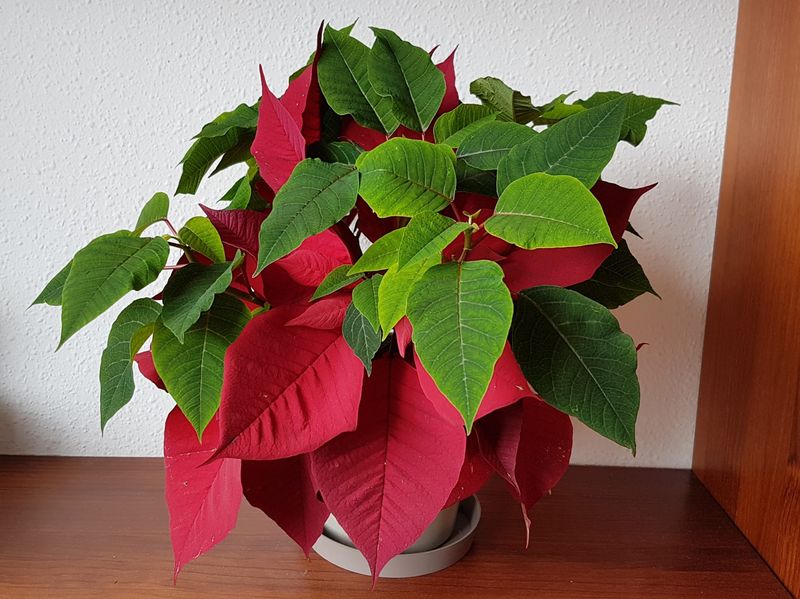 Poinsettia’s Non-Flowering Season