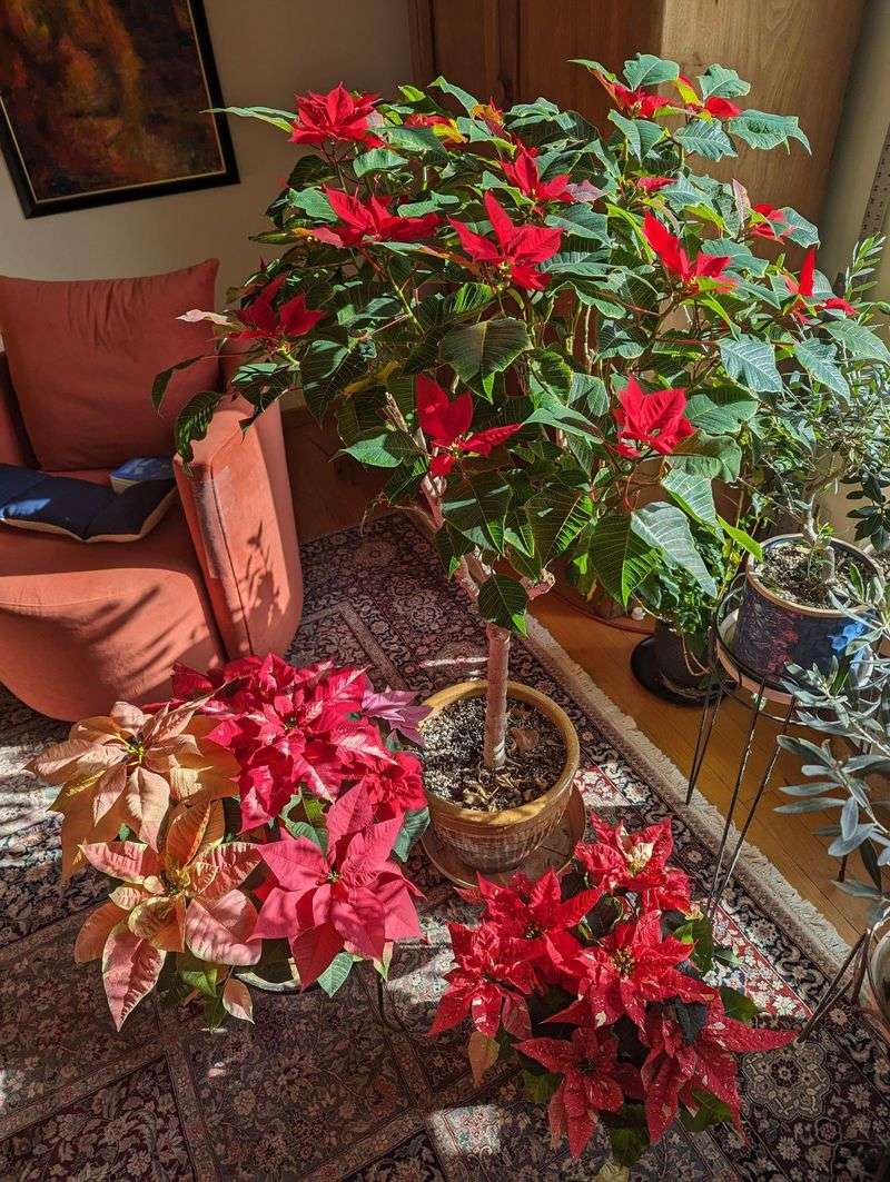 Poinsettia’s Symbolism