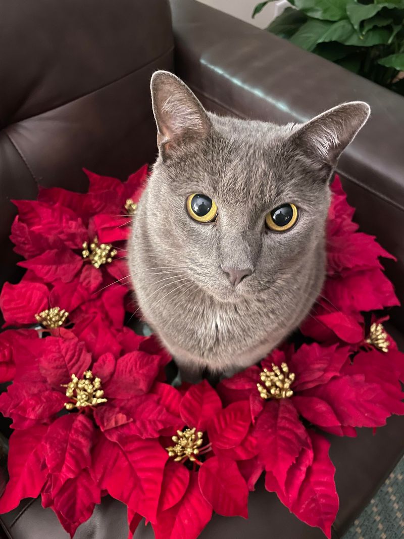 Poinsettias and Pets