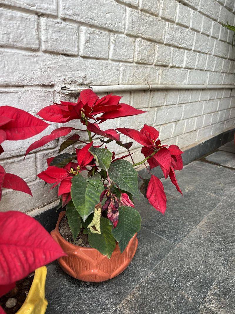 Poinsettias and Temperature