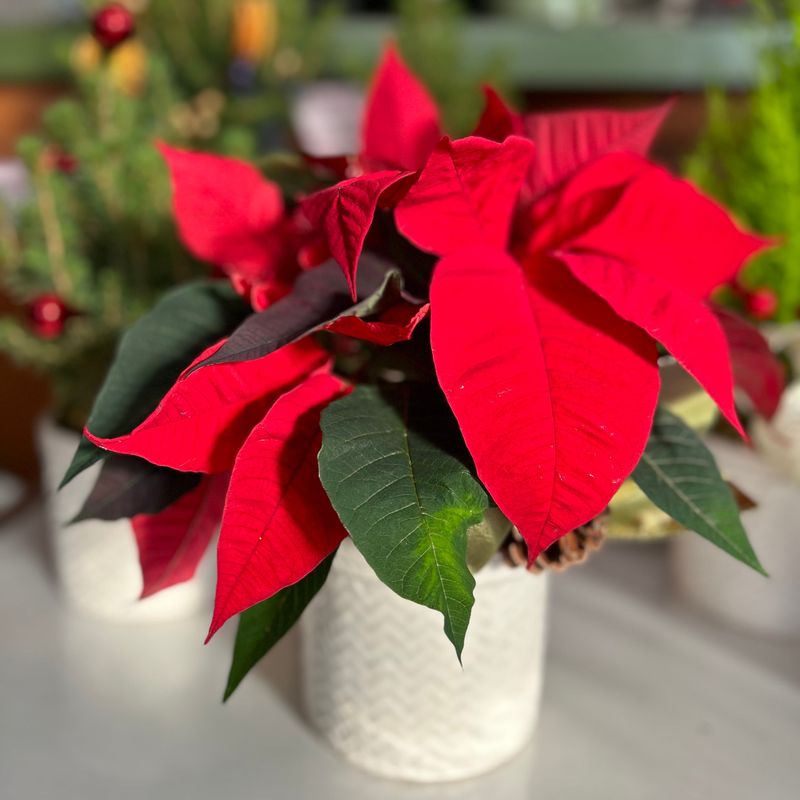 Poinsettias as Holiday Traditions