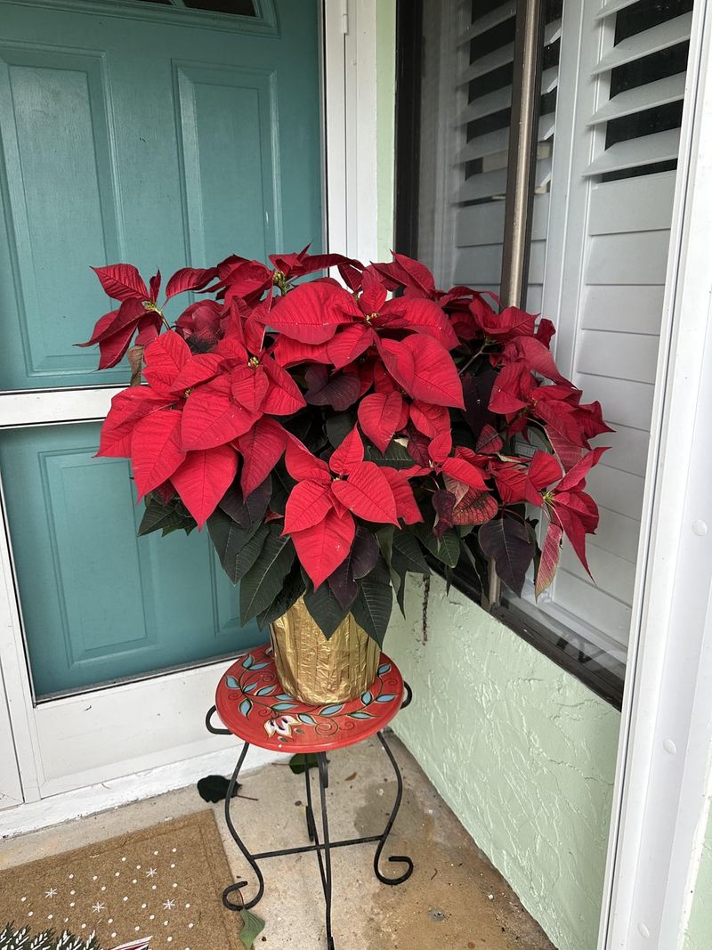 Poinsettias in Literature