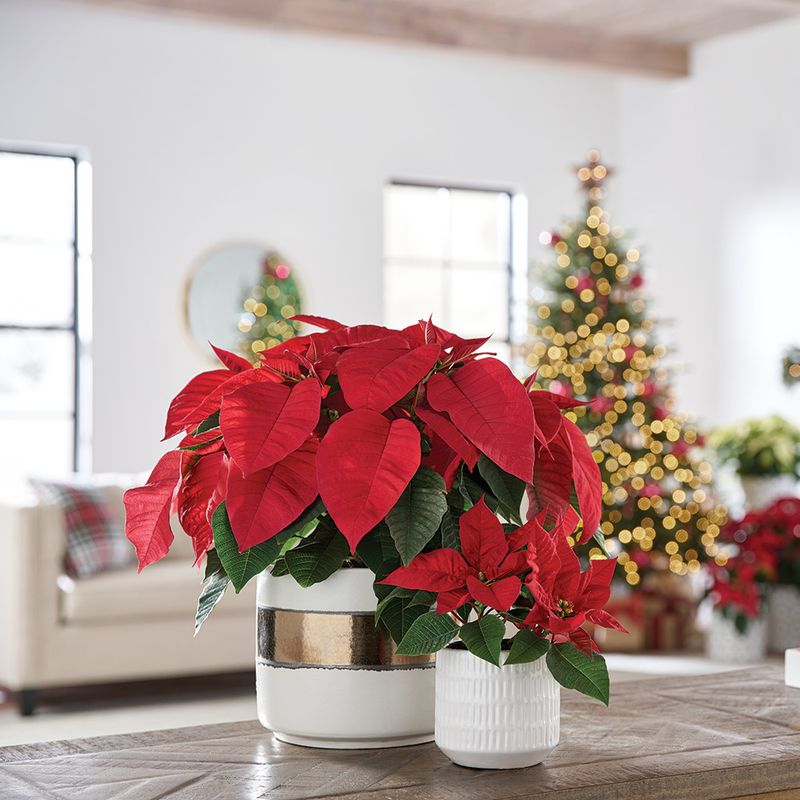 Poinsettias in Modern Design