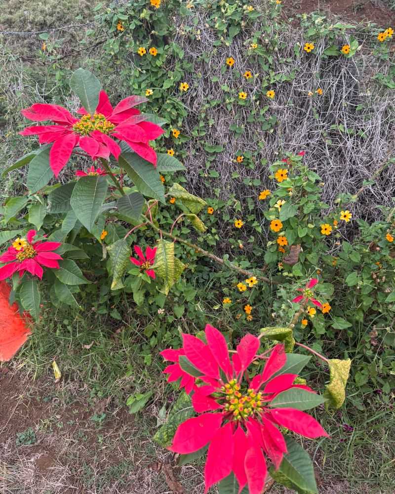 Poinsettias in the Wild