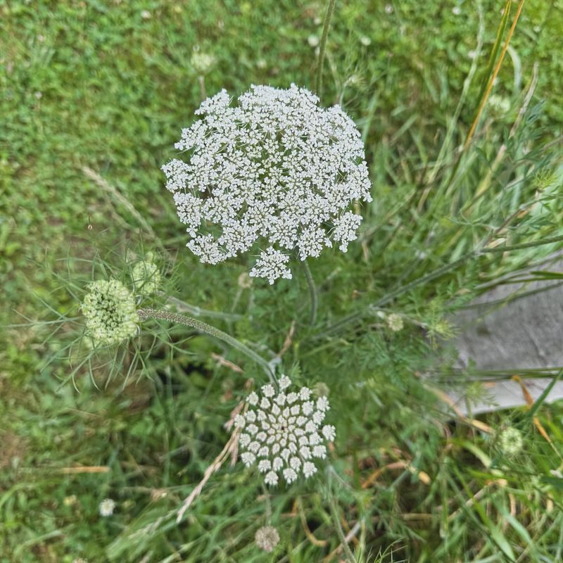 Poison Hemlock