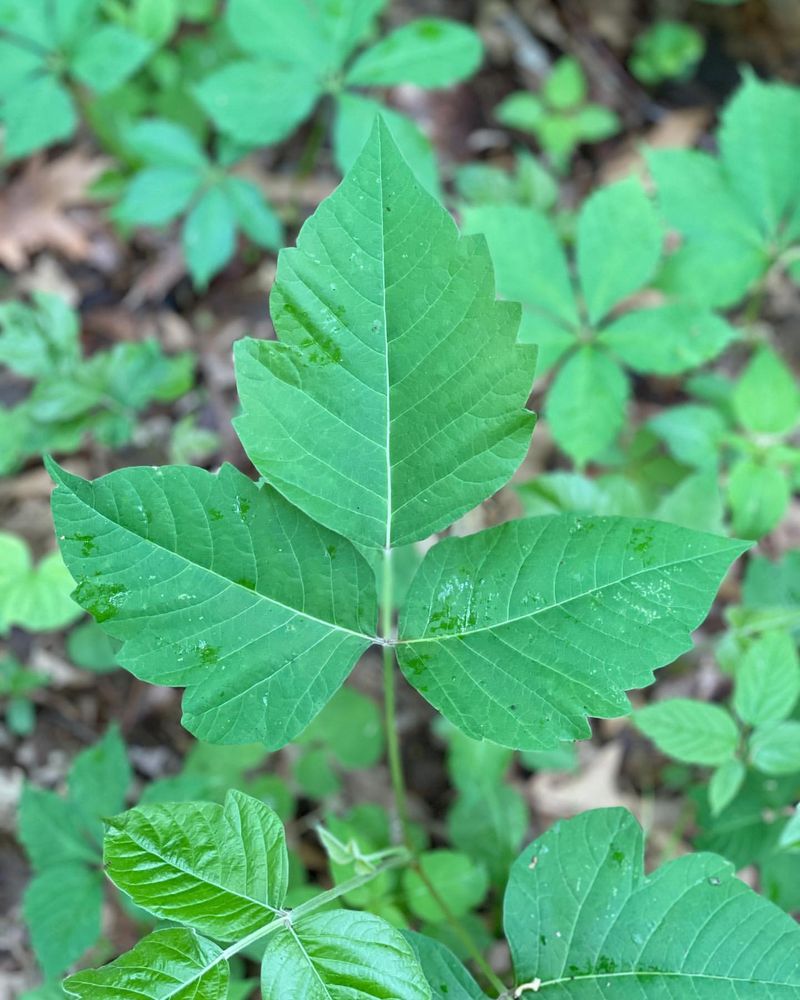 Poison Ivy