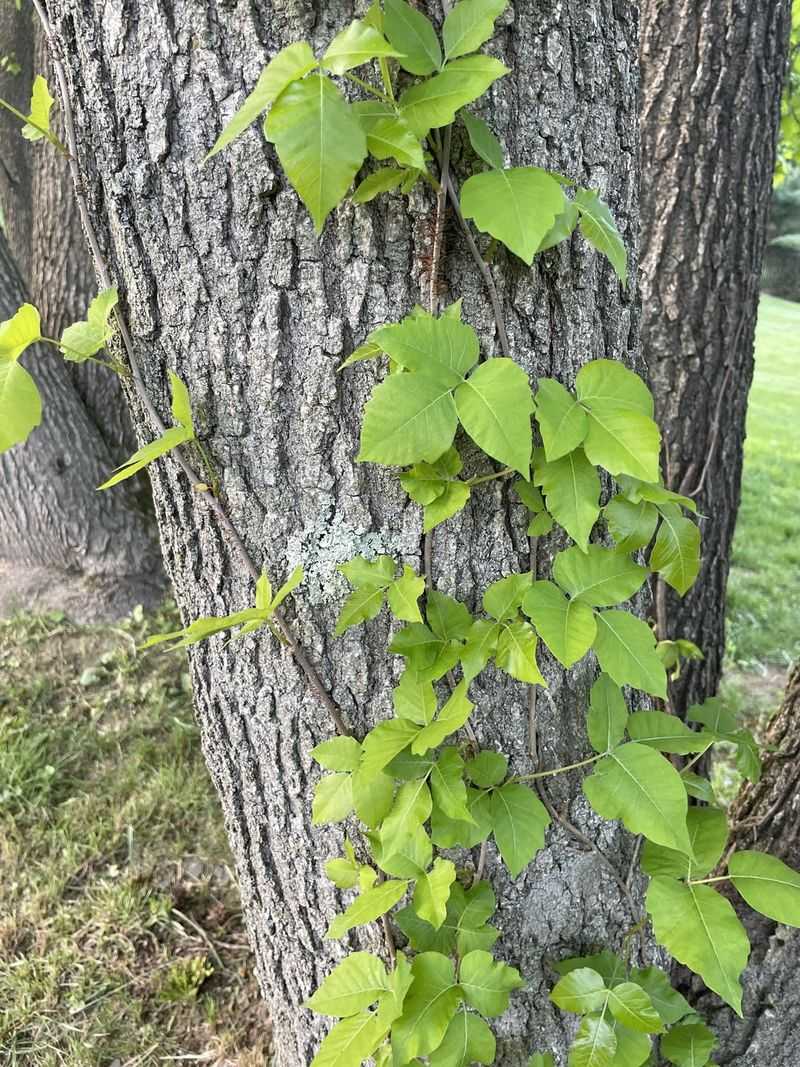 Poison Ivy