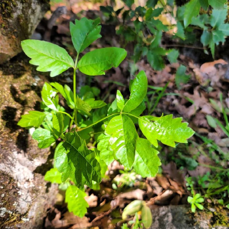 Poison Oak