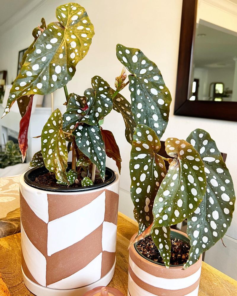 Polka Dot Begonia