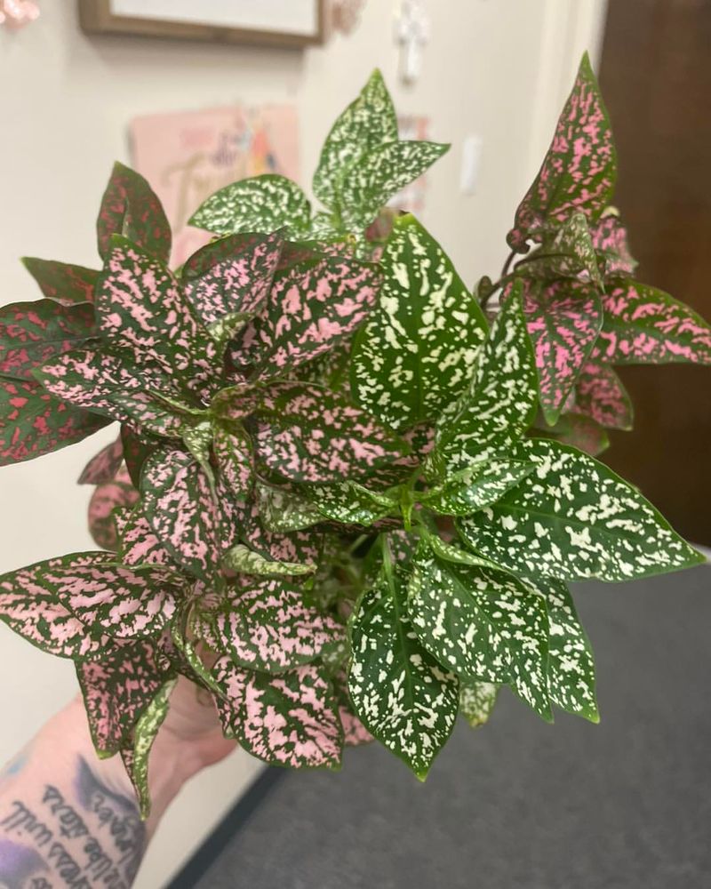 Polka Dot Plant