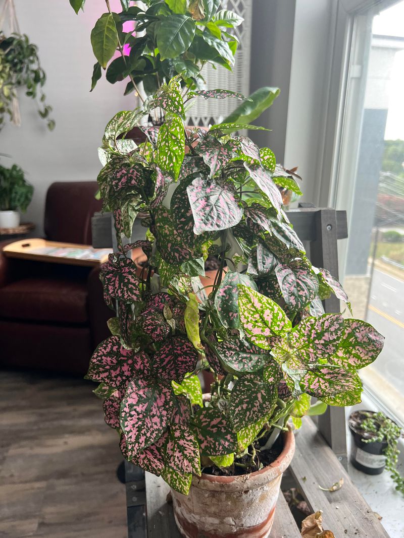 Polka Dot Plant