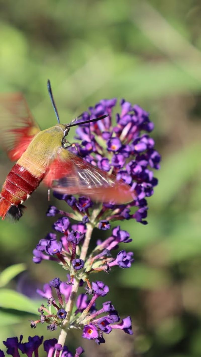 Pollination Perks