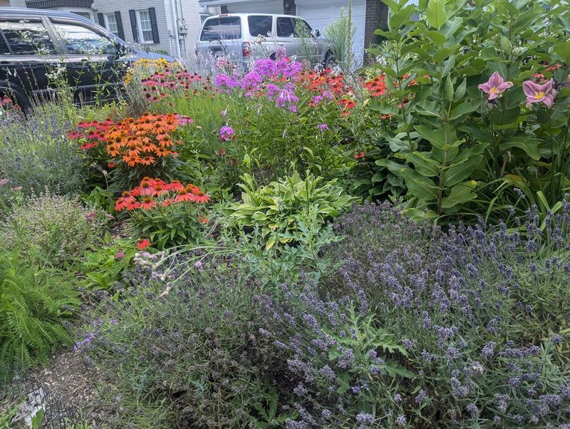 Pollinator Paradise with Salvia