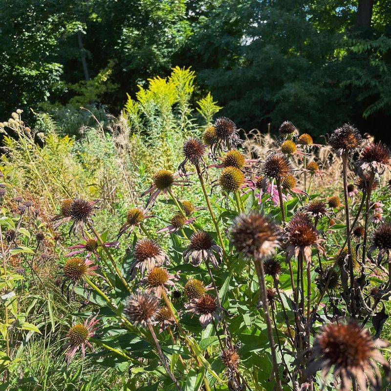 Pollinator Pathways