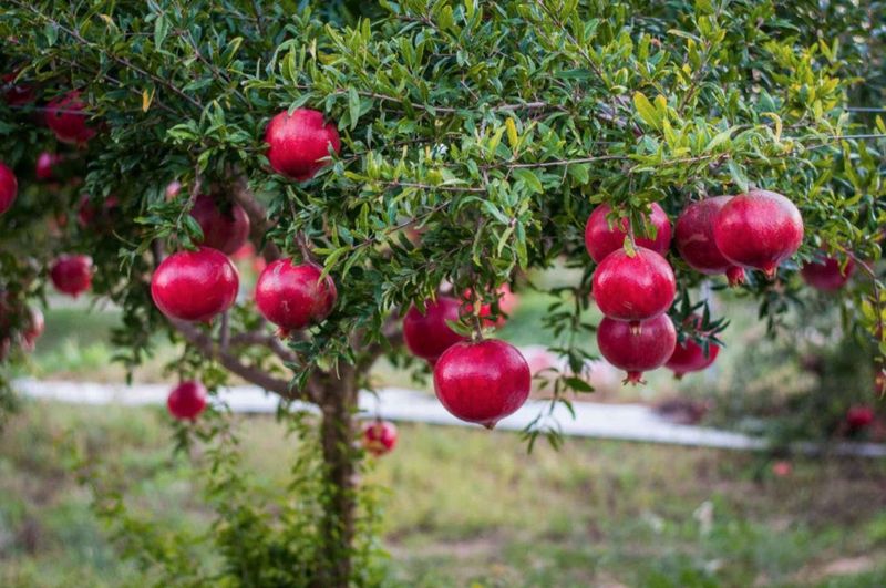 Pomegranate Tree