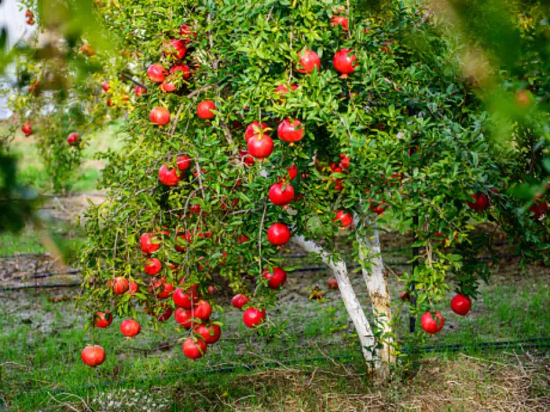 Pomegranate Tree