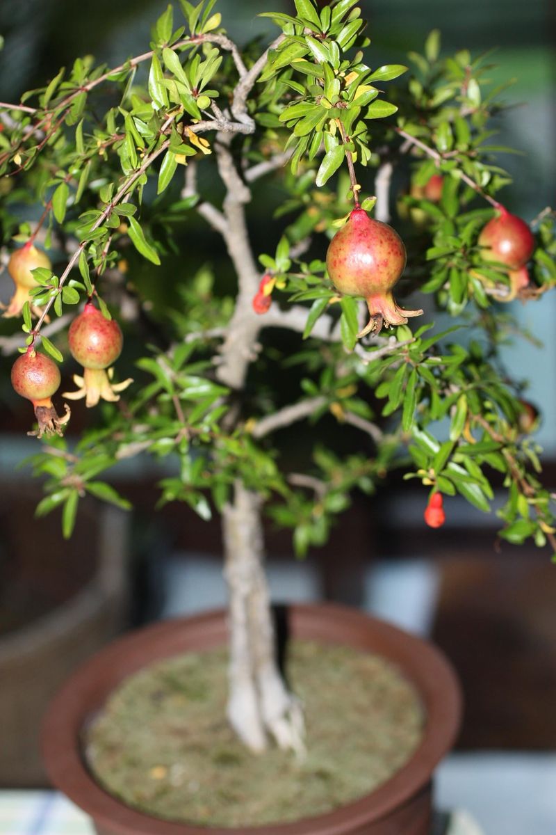 Pomegranate